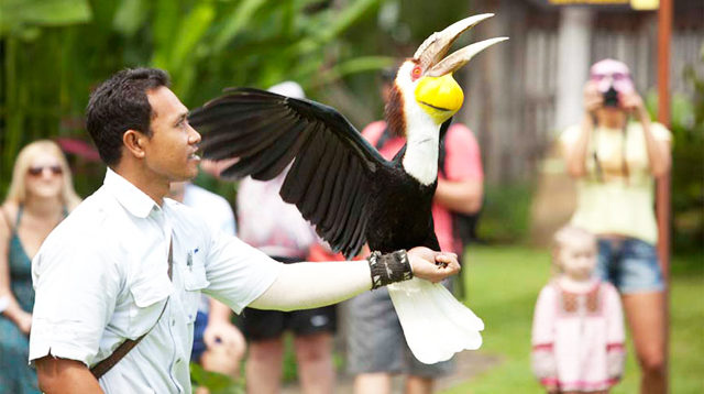 Salah satu aktivitas di Bali Bird Park