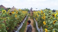 Kebun bunga matahari