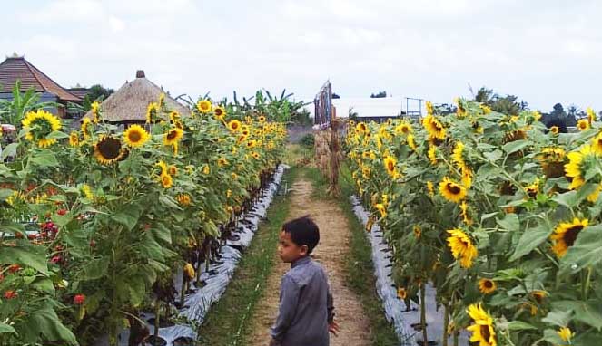 Kebun bunga matahari