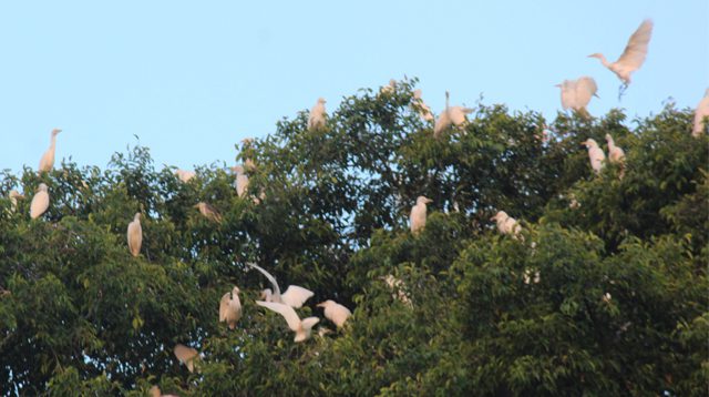 Koloni burung blekok