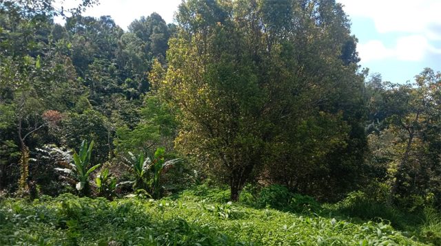 Tanah dijual di wanagiri