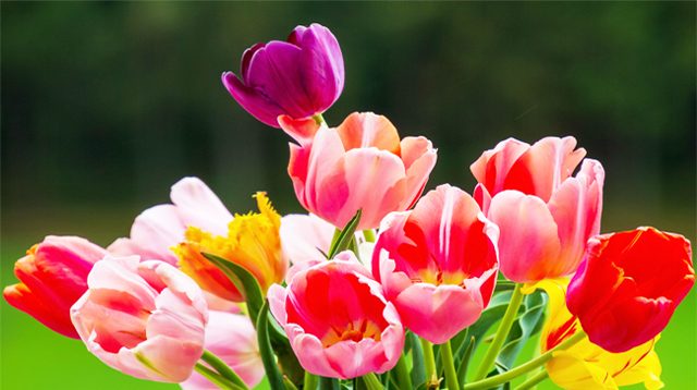 Bunga tulip