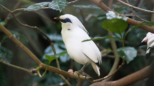 Burung Jalak Bali