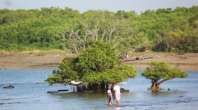 Mangrove mirip bonsai