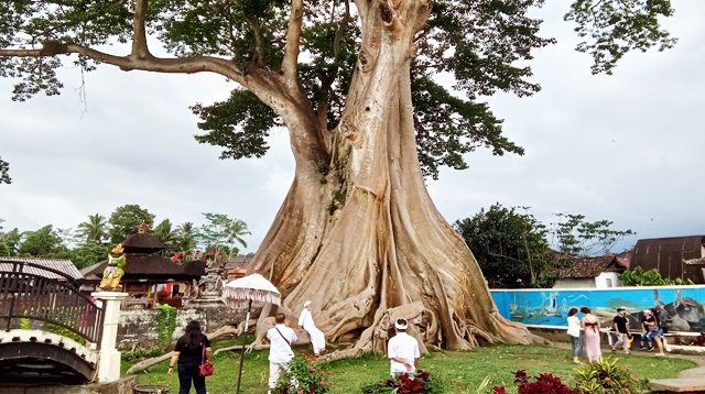 Pohon KayuPutih