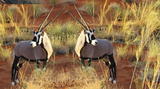 Oryx