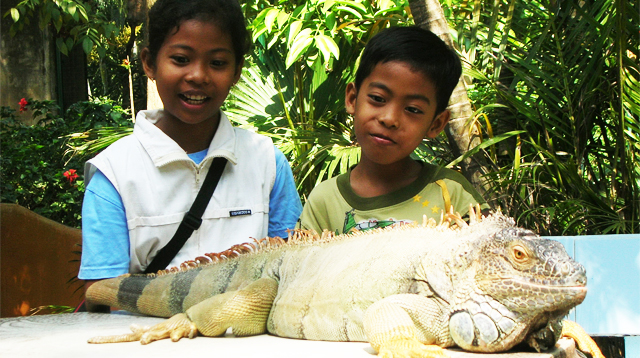Iguana
