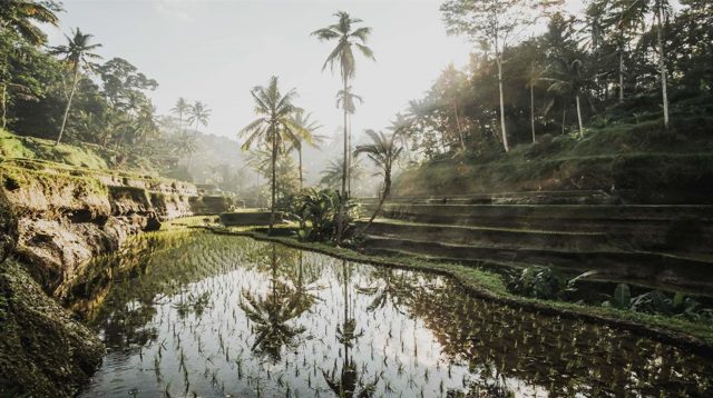 Teras Sawah Tegallalang