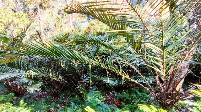 Kebun Salak di Sibetan