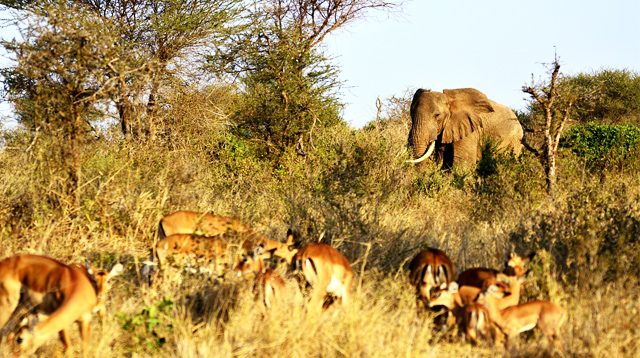 Gajah TN Serengeti