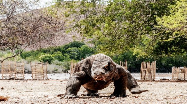 Komodo