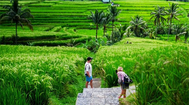 Sawah Jatiluwih