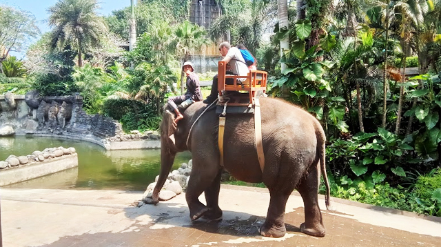 atraksi wisata naik gajah