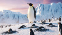 Penguin