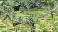 Sawah terasering Tegallalang